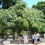 &Aacute;rbol sobreviviente