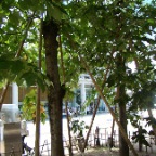 &Aacute;rbol sobreviviente