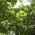 &Aacute;rbol sobreviviente